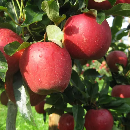 Landgasthof Paradies Szálloda Frickingen